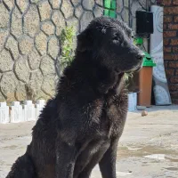 لاس سرابی اصیل