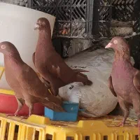 سرخ|پرنده|نورآباد ممسنی, |دیوار
