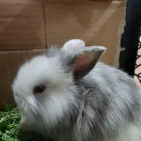 خرگوش