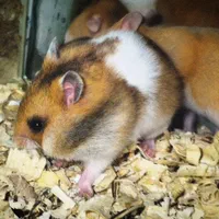 فروش همستر های بازیگوش|موش و خرگوش|بوشهر, |دیوار