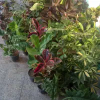 حراج باقی مانده گلهای اپارتمانی فقط ۱۵۰|گل و گیاه طبیعی|شهرکرد, |دیوار