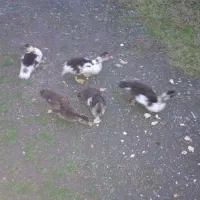 جوجه اردک اسرائیلی