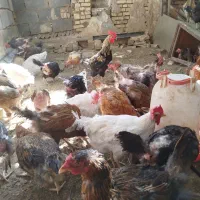 مرغ بومی تخمگذار در بویین میاندشت|حیوانات مزرعه|بوئین و میاندشت, |دیوار
