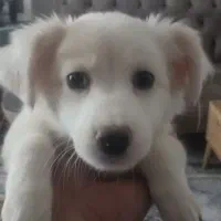 توله سگ پامر روباهی و اشپیتز ۳ماه نر