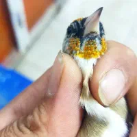 سهره چانه روباهی ویک عدد دیگر