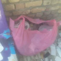 گاردوگلس وشارژر|لوازم جانبی موبایل و تبلت|کامیاران, |دیوار