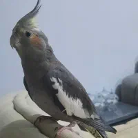 عروس هلندی ماده