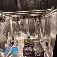 اتاق رشد گیاه ایرانگرولایت