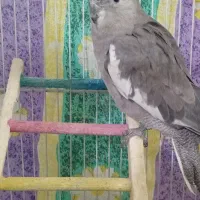 سلام دوتا عروس هلندی سالم سر حال جفت هستن|پرنده|نیشابور, بزرگمهر|دیوار