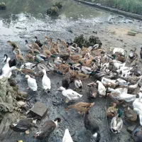 پرنده اردک|حیوانات مزرعه|لنگرود, |دیوار