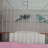 مرغ عشق اهلی