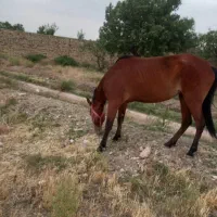 اسب