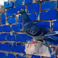 کبوتر پرنده ماده پلاکی درجه یک|پرنده|کارون, |دیوار