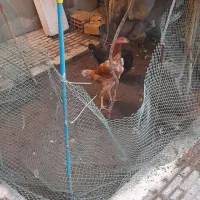 مرغ لاری