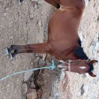اسب|اسب و تجهیزات اسب‌سواری|مسجد سلیمان, |دیوار