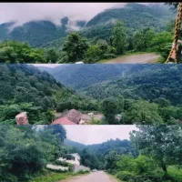 ویلای-جنگلی-سیاهمزگی