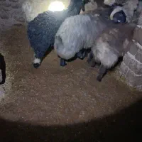 بره نر ۱۰ راس ،مرغوب،|حیوانات مزرعه|فرخ‌شهر, |دیوار