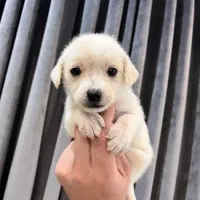 سگ خوشکل پامر