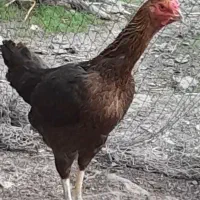 مرغ لاری یک ساله هرروز تخم میزاره