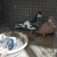 تعداد 30جفت کفتر بی عیب