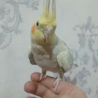 عروس هلندی اهلی و مرغ عشق