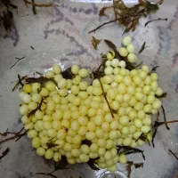 حلزون و خاویار حلزون|حیوانات مزرعه|لاهیجان, گلستان|دیوار