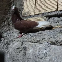 شازده ماده پرشی