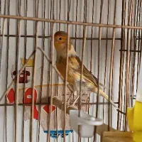 ماده قناری جفت نخورده آماده