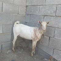 بز آبستن ۲ ماه به بالا|حیوانات مزرعه|بندرعباس, |دیوار