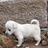 پاکوتایی ماده