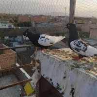 رنگی وتکپر|پرنده|گرگان, |دیوار