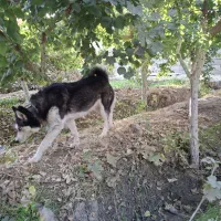 سگ هاسکی|سگ|رباطکریم, پیغمبر|دیوار