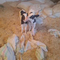 گوساله شیرخوار نروماده