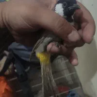 سهره