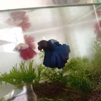 دو جفت فایتر هالفمون درجه یک