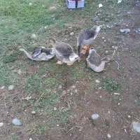 بچه غاز