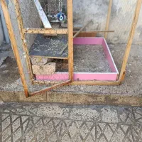 گنجه کبوتر