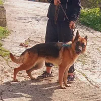 «سگ ژرمن شپرد»