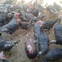 بوقلمون برنزه