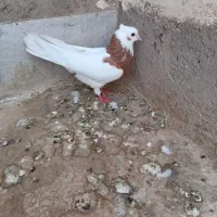کفتر رنگی