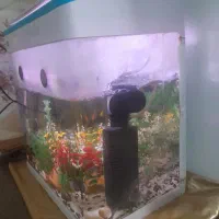 آکواریوم فروشی|ماهی|بروجرد, |دیوار