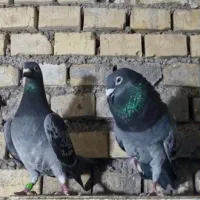 دو عدد مسافتی پلاکی زرهی نسل عربستان اصیل|پرنده|اهواز, کوی طلاب|دیوار