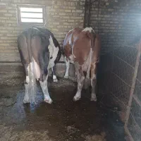 گاوجرسی و سمینتال|حیوانات مزرعه|کرمانشاه, |دیوار