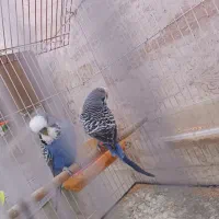 دو جفت جوجه انگلیسی گرید بالا آماده دستی شدن|پرنده|خواف, |دیوار