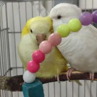 جفت راهب زرد و سفید