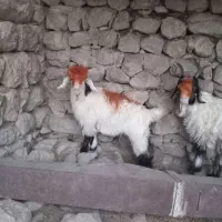 بیگ|حیوانات مزرعه|ایذه, |دیوار