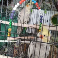 عروس هلندی مولد همراه جوجه|پرنده|ابهر, |دیوار