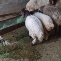 دو عدد بره