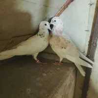 تعدادی‌جوجه‌گرفتنی‌بلندی