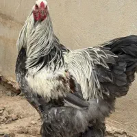 مرغ و خروس برهما